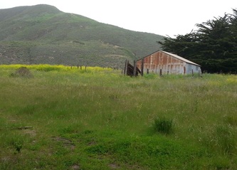Photo of field at Sarbones / Garapata Park, Big Sur, by Linda A. Levy